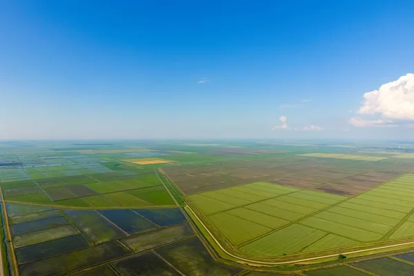 A Rizsföldet elárasztotta a víz. Elárasztott rizs rizsföldeken. Agrotechnikai módszerek egyre rizs mezők. — Stock Fotó