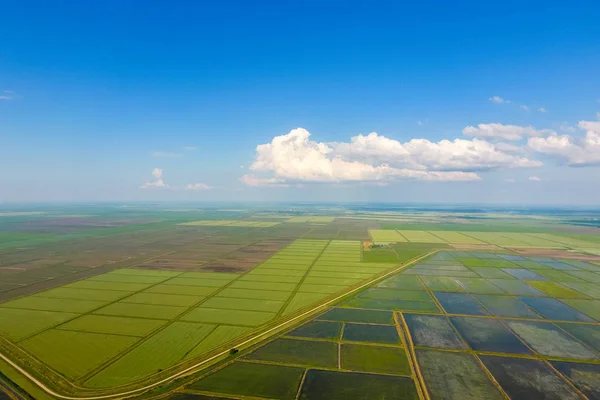 The rice fields are flooded with water. Flooded rice paddies. Agronomic methods of growing rice in the fields.