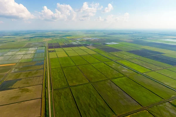 Pól ryżowych są zalane wodą. Zalanych pól ryżowych. Agronomiczne metody uprawy ryżu w polach. — Zdjęcie stockowe