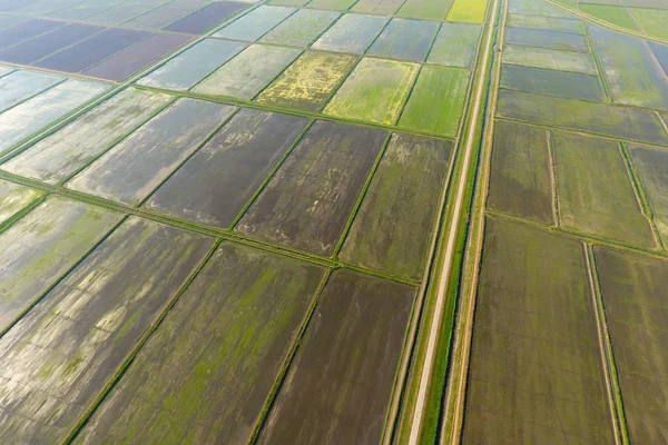 Los arrozales están inundados de agua. Arrozales inundados. Métodos agronómicos de cultivo del arroz en los campos . — Foto de Stock