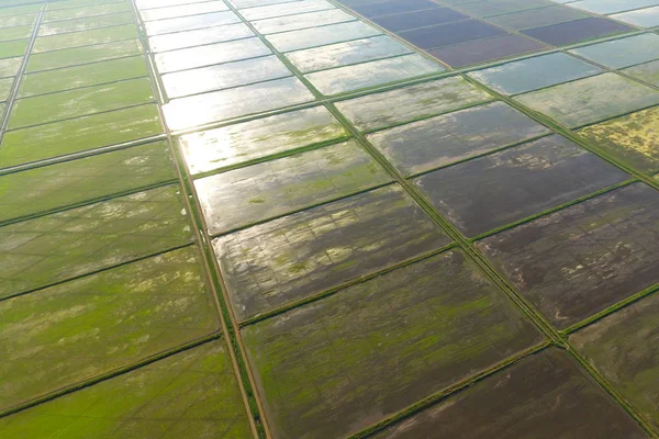 De rijstvelden worden overspoeld met water. Natte rijstvelden. Landbouwkundige methoden voor de teelt van rijst in de velden. — Stockfoto