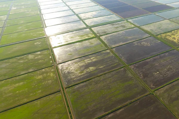 De rijstvelden worden overspoeld met water. Natte rijstvelden. Landbouwkundige methoden voor de teelt van rijst in de velden. — Stockfoto