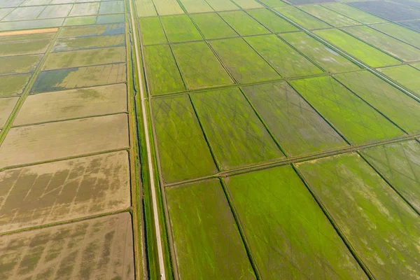 De rijstvelden worden overspoeld met water. Natte rijstvelden. Landbouwkundige methoden voor de teelt van rijst in de velden. — Stockfoto