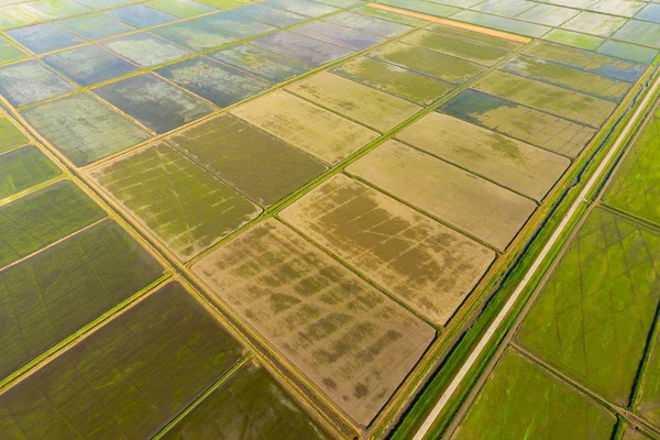 Los arrozales están inundados de agua. Arrozales inundados. Métodos agronómicos de cultivo del arroz en los campos . —  Fotos de Stock