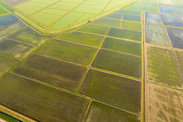 De rijstvelden worden overspoeld met water. Natte rijstvelden. Landbouwkundige methoden voor de teelt van rijst in de velden. — Stockfoto