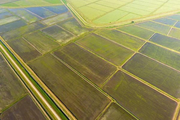 Os arrozais estão inundados de água. Almofadas de arroz inundadas. Métodos agronômicos de cultivo de arroz nos campos . — Fotografia de Stock