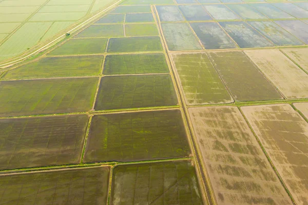 Pól ryżowych są zalane wodą. Zalanych pól ryżowych. Agronomiczne metody uprawy ryżu w polach. — Zdjęcie stockowe