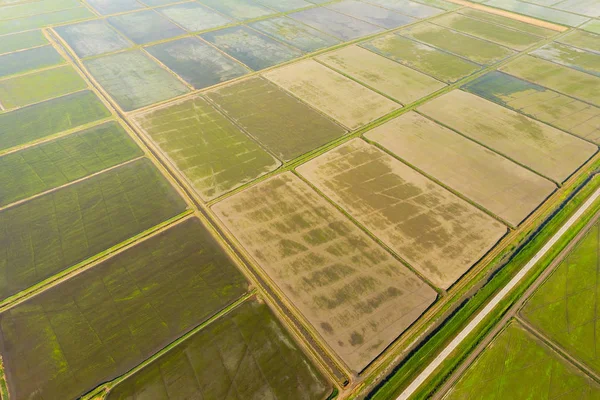 Los arrozales están inundados de agua. Arrozales inundados. Métodos agronómicos de cultivo del arroz en los campos . — Foto de Stock