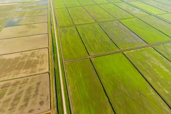 Los arrozales están inundados de agua. Arrozales inundados. Métodos agronómicos de cultivo del arroz en los campos . — Foto de Stock