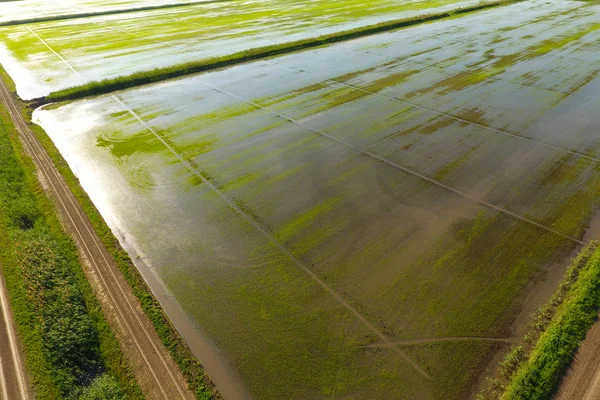 Die Reisfelder sind mit Wasser überflutet. überflutete Reisfelder. agronomische Anbaumethoden für Reis auf den Feldern. — Stockfoto