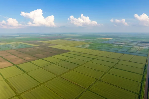 Pól ryżowych są zalane wodą. Zalanych pól ryżowych. Agronomiczne metody uprawy ryżu w polach. — Zdjęcie stockowe