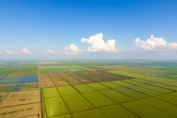 A Rizsföldet elárasztotta a víz. Elárasztott rizs rizsföldeken. Agrotechnikai módszerek egyre rizs mezők. — Stock Fotó