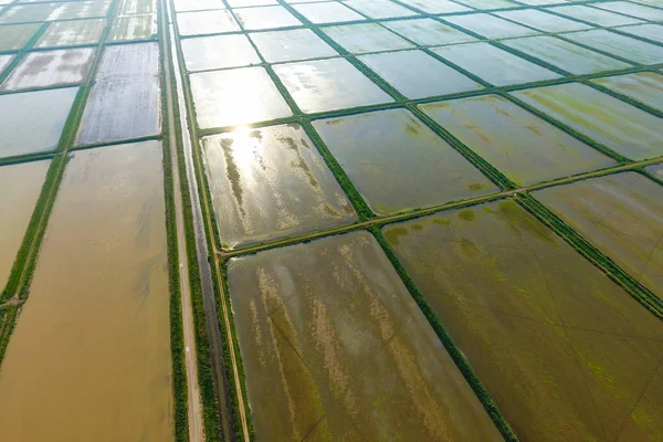 Los arrozales están inundados de agua. Arrozales inundados. Métodos agronómicos de cultivo del arroz en los campos . —  Fotos de Stock