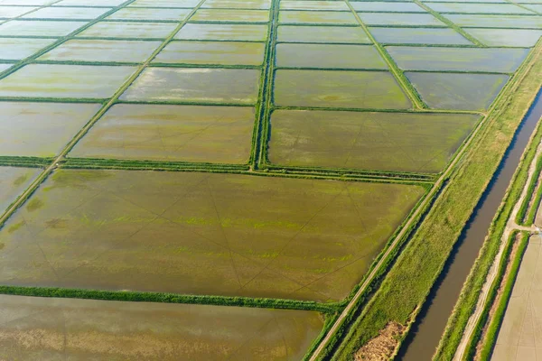 Pól ryżowych są zalane wodą. Zalanych pól ryżowych. Agronomiczne metody uprawy ryżu w polach. — Zdjęcie stockowe