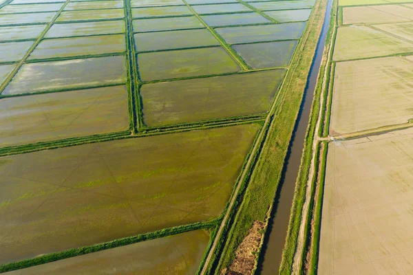 Le risaie sono inondate d'acqua. Risaie allagate. Metodi agronomici di coltivazione del riso nei campi . — Foto Stock