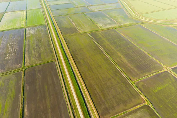 De rijstvelden worden overspoeld met water. Natte rijstvelden. Landbouwkundige methoden voor de teelt van rijst in de velden. — Stockfoto