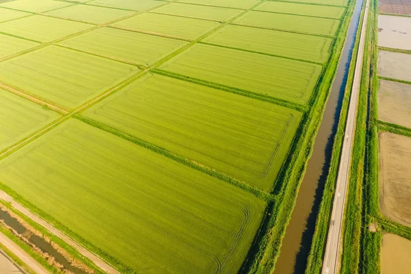 Os arrozais estão inundados de água. Almofadas de arroz inundadas. Métodos agronômicos de cultivo de arroz nos campos . — Fotografia de Stock