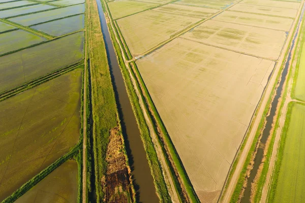 Pól ryżowych są zalane wodą. Zalanych pól ryżowych. Agronomiczne metody uprawy ryżu w polach. — Zdjęcie stockowe