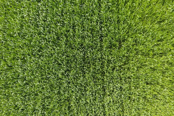 Das Weizenfeld ist grün. junger Weizen auf dem Feld. Blick von oben — Stockfoto