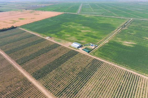 Top view of the garden of dwarf apple trees