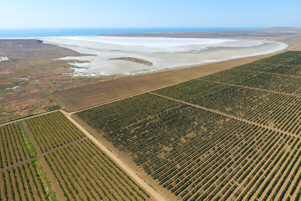 Vineyards near the salt lake. View from above