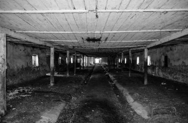 Çiftlikte inekler için terk edilmiş bir. Stil terk