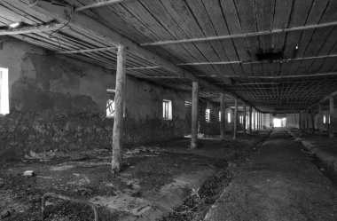 Çiftlikte inekler için terk edilmiş bir. Stil terk