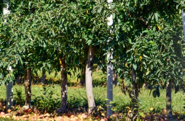 Elma bahçesi. Satır, ağaç ve toprak altında t meyvesi