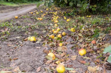 Elma bahçesi. Satır, ağaç ve toprak altında t meyvesi