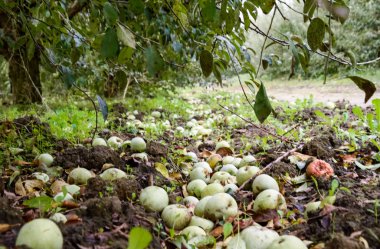 Elma bahçesi. Satır, ağaç ve toprak altında t meyvesi