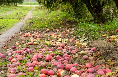 Elma bahçesi. Satır, ağaç ve toprak altında t meyvesi