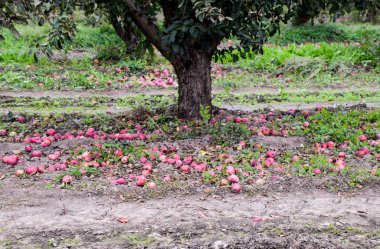 Elma bahçesi. Satır, ağaç ve toprak altında t meyvesi