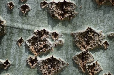 Kavak kabuk arka plan