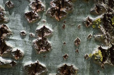 Kavak kabuk arka plan