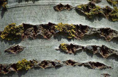 Kavak kabuk arka plan