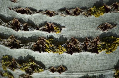 Kavak kabuk arka plan