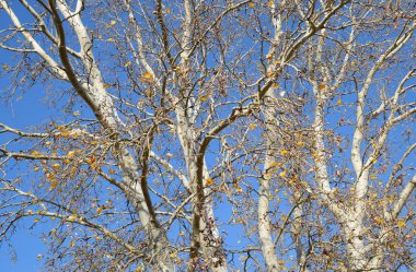 Gümüş bir kavak dallarında arka plan. Sonbahar ağacı.