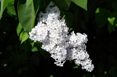 Dallarda leylak çiçekleri. Güzel mor leylak çiçekler ou