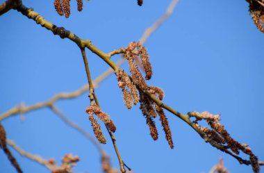 Çiçek açan gümüş kavak. İlkbaharda gümüş kavak ağacı. Kavak