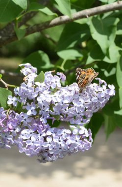 Kelebek döküntü Lila renkler. Kelebek Ürtiker.