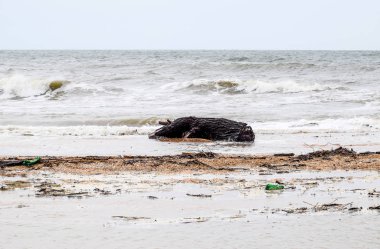 Sonra bir fırtına Denizi'nin kıyısında. Ağaçlar karaya atılan
