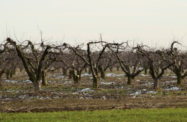 Elma bahçesi kırpılmış ağaçlarda