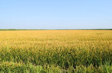 Pirinç paddies içinde pirinç alan