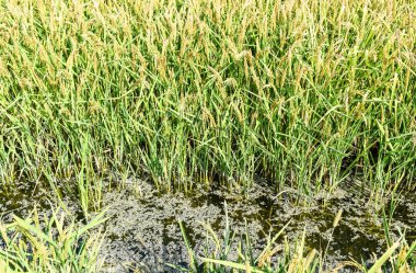 Pirinç paddies içinde pirinç alan