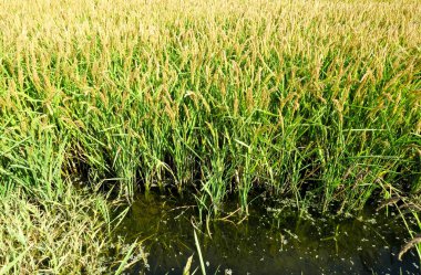 Pirinç paddies içinde pirinç alan