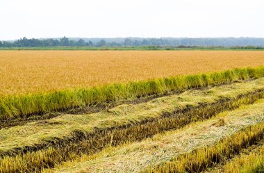 Alan pirinç hasat başladı.