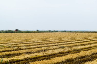 Alan pirinç hasat başladı.