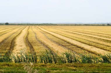 Alan pirinç hasat başladı.