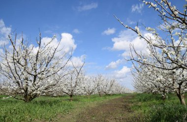 Erik Bahçe çiçekli