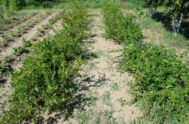 Bahçedeki bektaşi üzümleri. Bektaşi üzümünün taze yaprakları